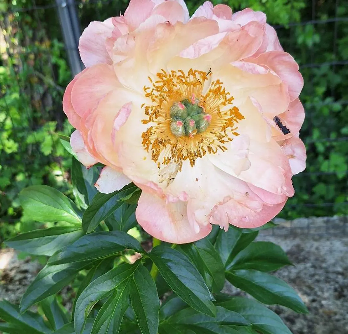 Guest House Flora Pazin